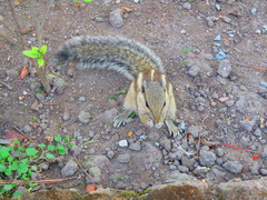 Funambulus pennantii