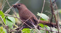 Trochalopteron imbricatum