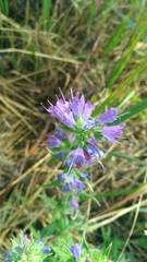 Echium vulgare