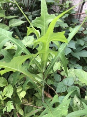 Lactuca indica