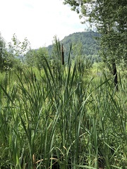 Typha latifolia