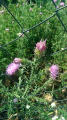Carduus acanthoides