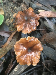 Lentinellus tasmanicus