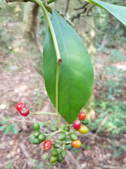 Psychotria carthagenensis