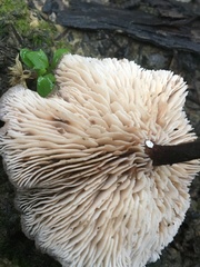 Lentinellus tasmanicus