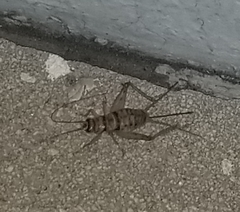 Gryllodes sigillatus