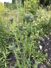 Cirsium vulgare