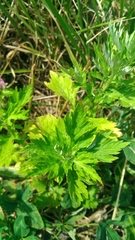 Artemisia vulgaris