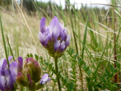 Astragalus agrestis