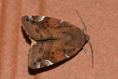 Cosmia affinis