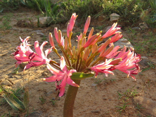 Image of Brunsvigia gregaria by (c) Christiaan Viljoen, some rights reserved (CC BY)