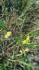 Tripleurospermum inodorum