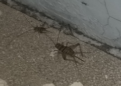 Gryllodes sigillatus