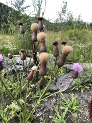 Cirsium arvense