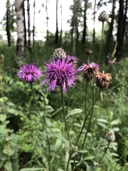 Centaurea scabiosa