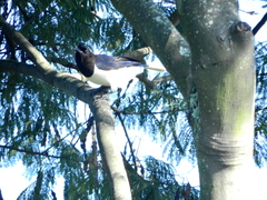 Cyanocorax cristatellus