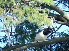 Cyanocorax cristatellus