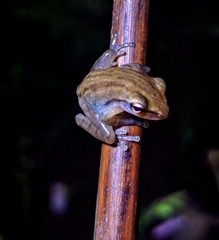 Polypedates leucomystax