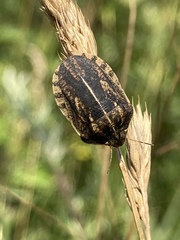 Eurygaster austriaca