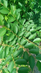 Ulmus pumila