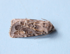 Proteuxoa florescens