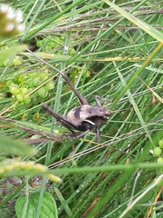 Pholidoptera aptera karnyi