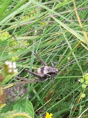 Pholidoptera aptera karnyi