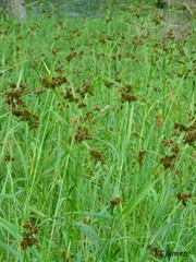 Scirpus pallidus