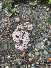 Achillea millefolium
