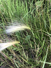 Hordeum jubatum