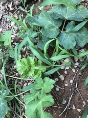 Heracleum sosnowskyi