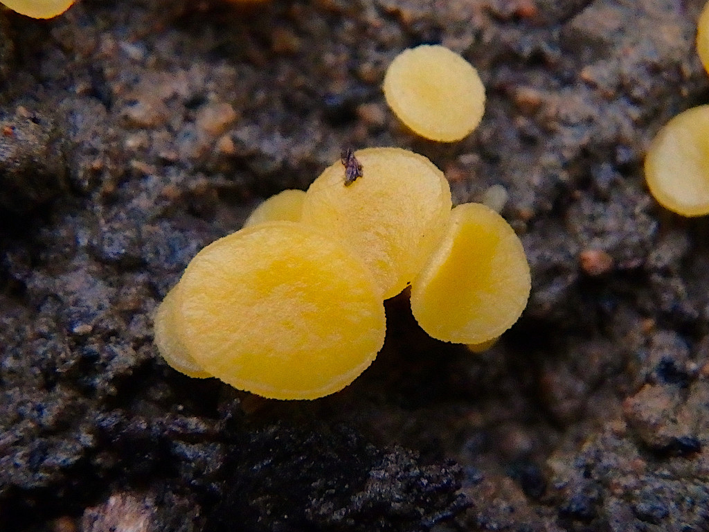 Phaeohelotium