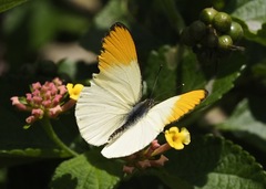 Colotis