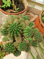 Parodia