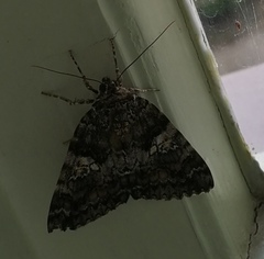 Catocala sponsa