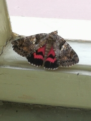 Catocala sponsa