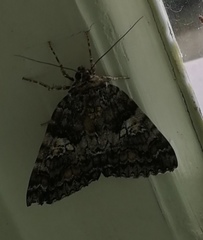 Catocala sponsa