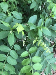 Rhus javanica
