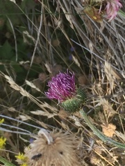 Carduus defloratus