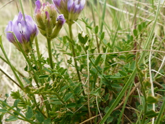Astragalus agrestis