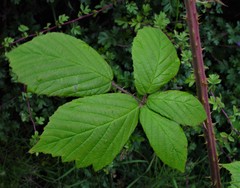Rubus adenanthoides