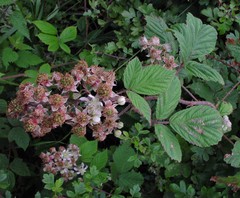 Rubus adenanthoides