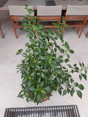 Capsicum annuum annuum