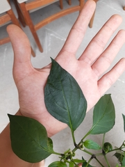 Capsicum annuum annuum