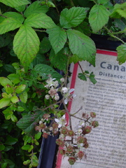 Rubus adenanthoides