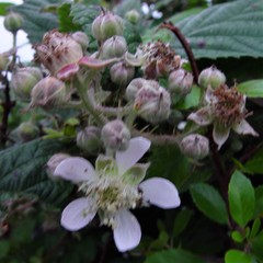 Rubus adenanthoides