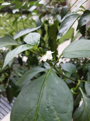 Capsicum annuum annuum