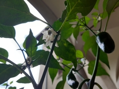 Capsicum annuum annuum
