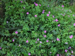 Geranium × oxonianum