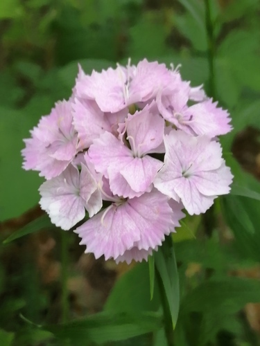Dianthus barbatus